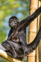 The black-headed spider monkey, Ateles fusciceps is a species of spider monkey