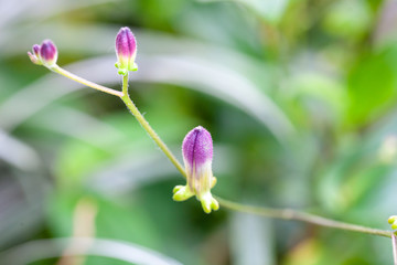 Toadlily / lily / ホトトギス