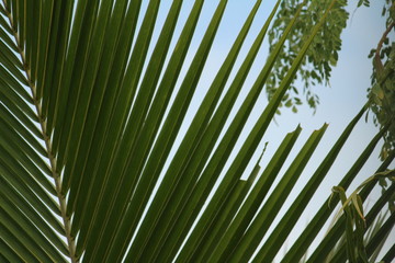 Green coconut tree leaves / pinnate leaves or coconut fond with white and sky background on closeup and it looks scenery