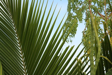 Obraz na płótnie Canvas Green coconut tree leaves / pinnate leaves or coconut fond with white and sky background on closeup and it looks scenery