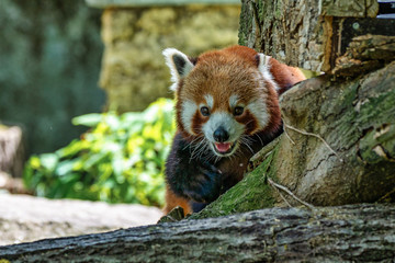 The red panda, Ailurus fulgens, also called the lesser panda.