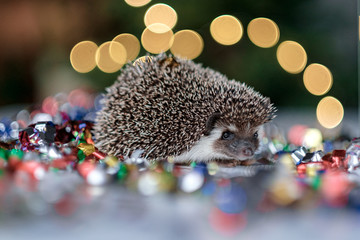 Christmas card with a cute little hedgehog