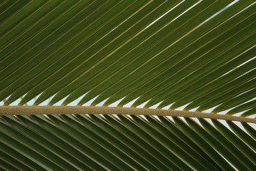 Green coconut tree leaves / pinnate leaves or coconut fond with white and sky background on closeup and it looks scenery