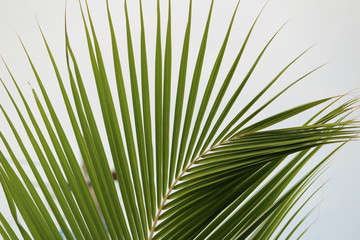 Green coconut tree leaves / pinnate leaves or coconut fond with white and sky background on closeup and it looks scenery