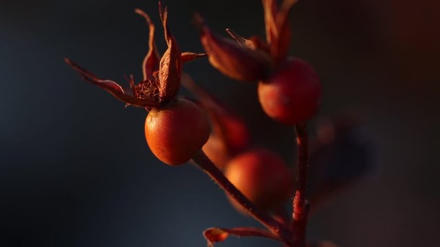 Rose hips moving in slow motion at sunset 120 fps