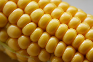 Ripe corn of yellow color in detail.