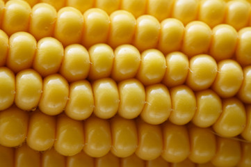 Ripe corn of yellow color in detail.