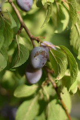 Reife Zwetschgen (Prunus domestica subsp. domestica)