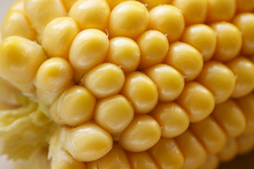 Ripe corn of yellow color in detail.