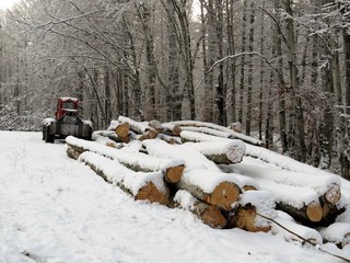 landscape with a forest exploitation in winter forest