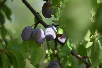 Reife Zwetschgen (Prunus domestica subsp. domestica)