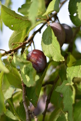 Reife Zwetschge (Prunus domestica subsp. domestica)