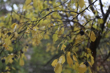 autumn leaves on tree