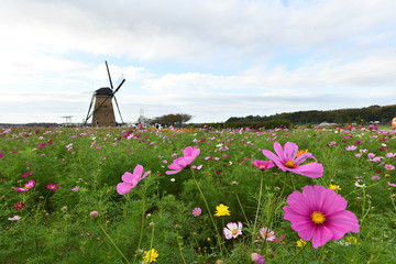 コスモスと風車
