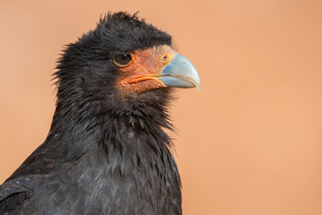 Mountain caracara raptor