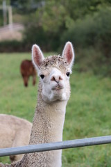 alpaca in field