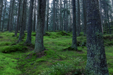 forest with moss on the ground