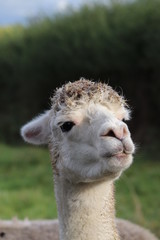 portrait of a alpaca