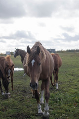 Fototapeta premium flock of brown horses in the field. portrait of horse. horse and her foal.