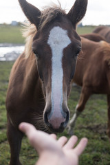happy hairy horse face. Horses and humans. portrait of horse. horse head with man's hand. Touch of the friendship between man and horse in the stable.