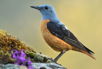 Roquero rojo