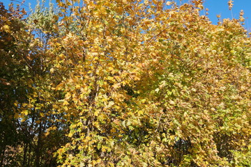 Fototapeta premium autumn leaves on tree