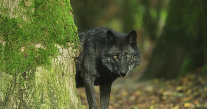 Portrait of a Timberwolf in the forest