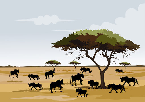 savana on africa for background and image illustartion