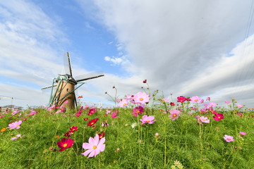 コスモスと風車