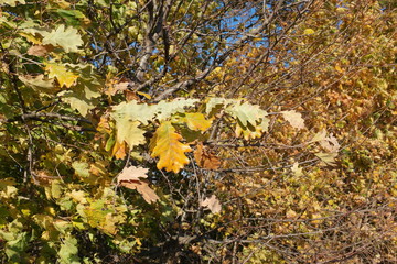 autumn leaves on a tree