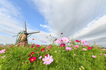 コスモスと風車