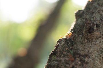 Obraz premium red ant walking on tree with morning sun