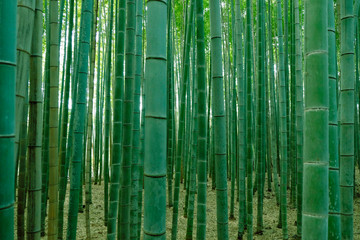  Bamboo forest in japan