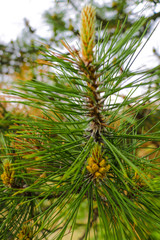 Macro closeup of pine branching off, new growth of branches on a conifer tree, out of focus.