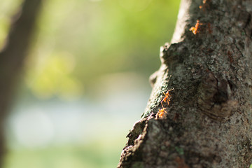 red ant walking on tree with morning sun