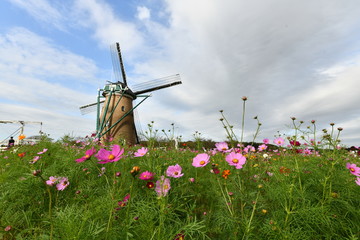 コスモスと風車