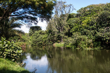 Fototapeta na wymiar Large Pond Surrounded by Trees and Vegetation