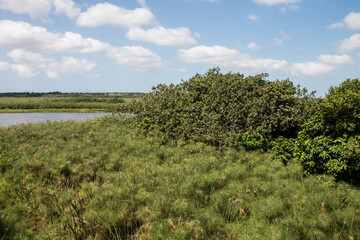 River with Dense Field of Papyrus Reeds in Shallows