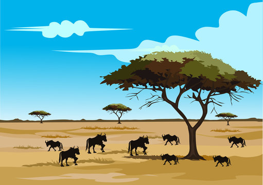 savana on africa for background and image illustartion