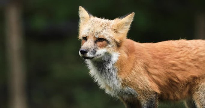 Portrait of a Red fox in the forest during the autumn