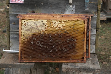 Bees in the combs in an open frame 