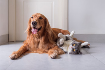 British shorthair and golden retriever friendly