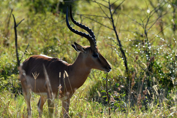 Naklejka na ściany i meble south african antelopes on table mountain