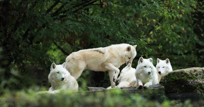 Artic wolf family in the forest during the autumn