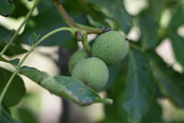 Echte Walnuss (Juglans regia) - grüne Fruchthüllen