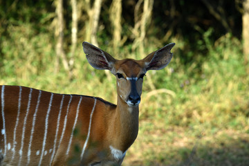south african antelopes on table mountain