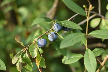 Schlehen, Schlehdorn (Prunus spinosa)
