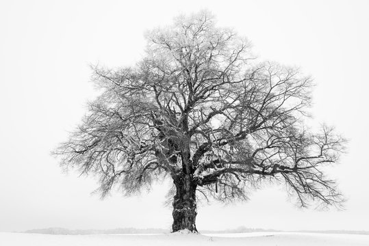 un arbre en hiver avec la neige