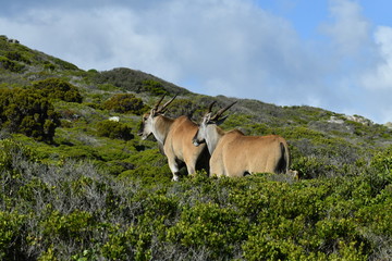 Fototapeta na wymiar south african antelopes on table mountain
