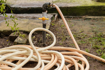 Plastic pipe rolled near water valve for use watering the plants and garden.